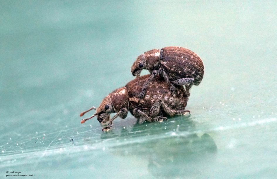 Welke snuitkever soort?